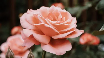 Фото цветка китайской розы в формате png с подробным описанием