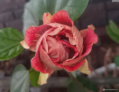 Фотографии розы в разных форматах с подробным описанием