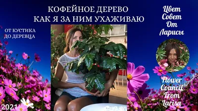 Обои на рабочий стол: кофейное дерево в Full HD