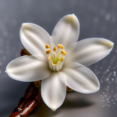 Уникальные снимки Цветка ванили