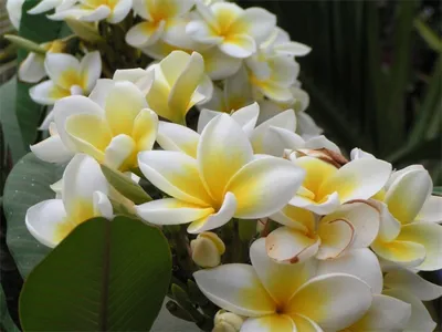Фотографии Цветка ванили в высоком разрешении
