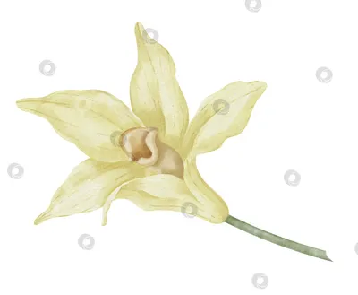 Цветок ванили: изысканность и элегантность в каждой детали