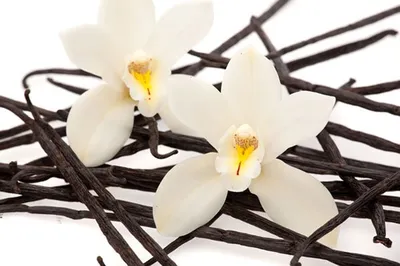 Цветок ванили: гармония в ванной комнате