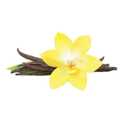 Цветок ванили: гармония цветов в ванной комнате