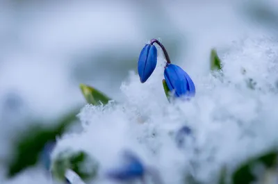 Зимний фото фон: Арт изображение снега