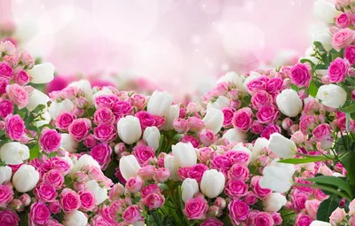 Фото красивой розы с выбором стиля - jpg, png, webp
