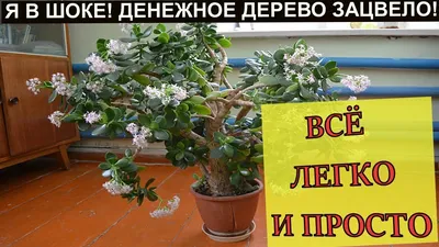 Фото Цветущего денежного дерева: встреча с природным чудом