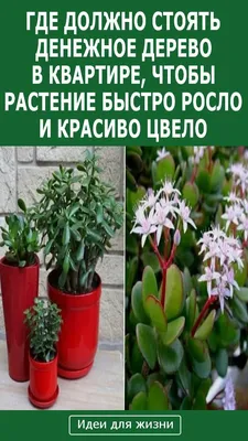 Цветущее денежное дерево: вдохновение для изобретательности