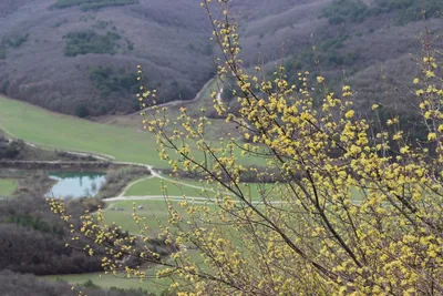 Уникальные фото цветущих деревьев Крыма, доступные для скачивания