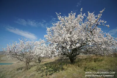 Коллекция фото цветущих деревьев Крыма на айфон