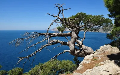 Фотки цветущих деревьев Крыма, чтобы восхищаться