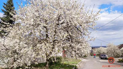 Впечатляющие рисунки цветущих деревьев весной