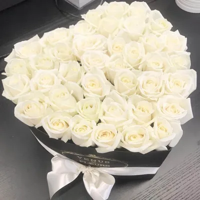 Белые розы: Фото высокого разрешения для печати