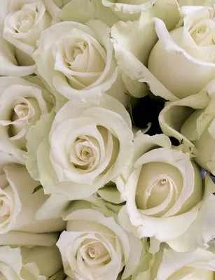 Цветочная картина: Белые розы в пышных букетах