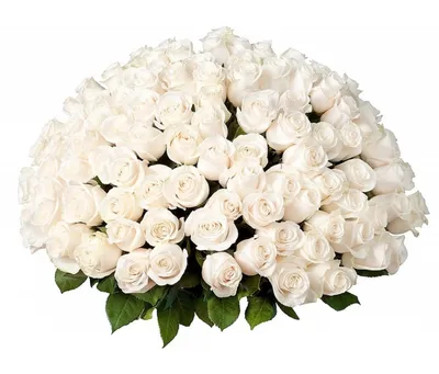 Белые розы: Иконические цветы, символизирующие чистоту и нежность