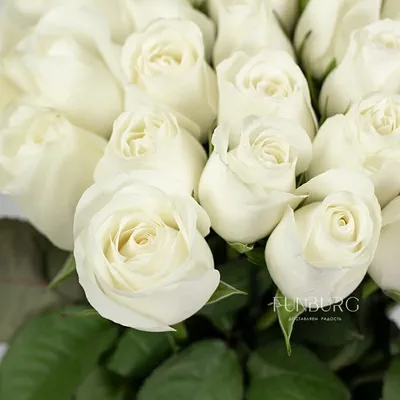 Картинка белых роз: Роскошные бутоны, запечатленные в объективе