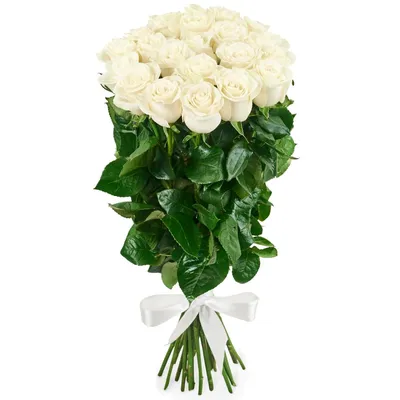 Фотография цветов: Белые розы, олицетворение элегантности