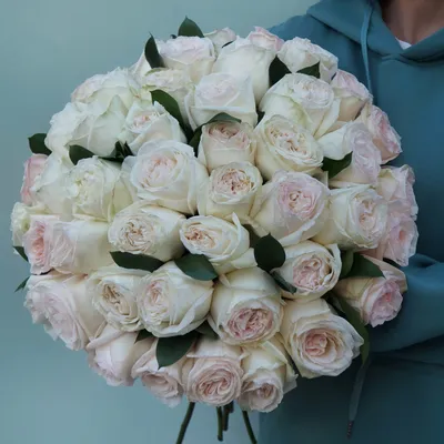 Цветы розы: Великолепные белые бутоны