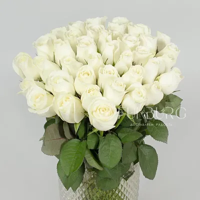 Цветы белые розы: Очаровательные картины из природы
