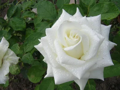 Белые розы: Цветочные композиции, которые вызывают восторг
