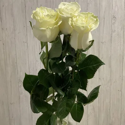Цветы белые розы в png формате: Безупречное качество и прозрачный фон