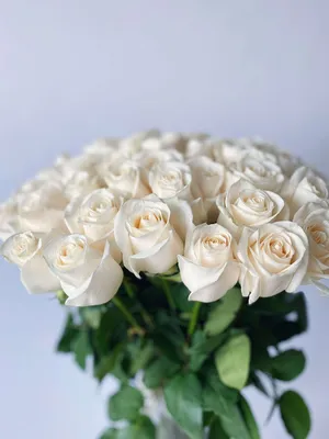 Белая роза в png: Идеальный формат с прозрачным фоном