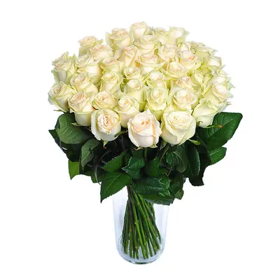 Цветы белые розы: Увеличенные и детализированные изображения