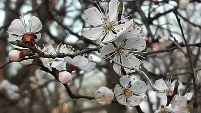 Творение природы: великолепные цветущие деревья на фотографиях