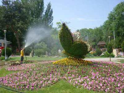 Фотка с декоративными деревьями в горшках