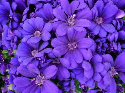 Цветы фиолетового цвета картинки  фото