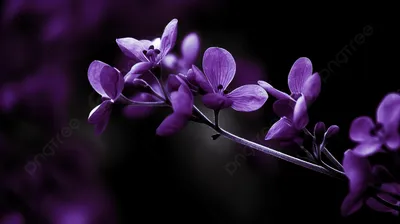Фото фиолетовых цветов в высоком разрешении
