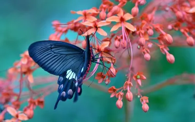 Картинка с прекрасными красками цветов и грацией бабочек