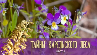 Фотографии прекрасных цветов леса в формате WebP