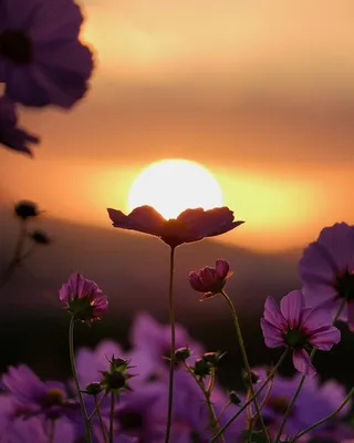 Цветы на закате  фото