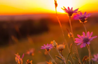 Чудесные картинки цветов на закате: новые фото в Full HD