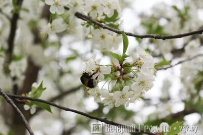 Фотографии восхитительных цветов плодовых деревьев