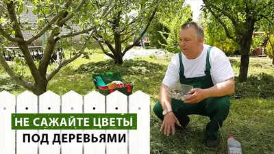 Великолепие природы: фото цветов под деревьями в высоком разрешении