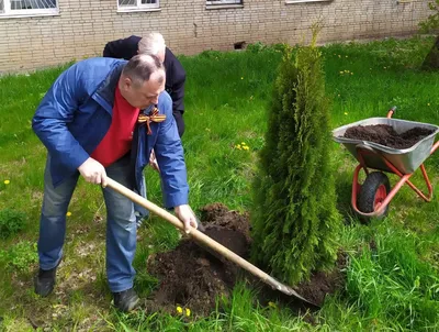 Фотографии деревьев, украшенных цветами, которые оставят вас в восторге