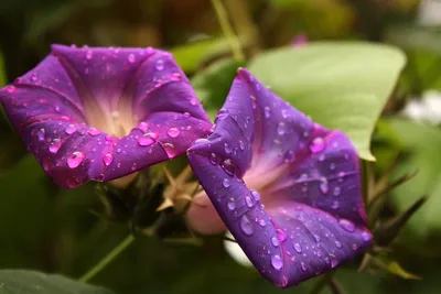 Фотографии цветов в 4K качестве