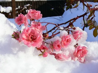 Цветы под снегом  фото