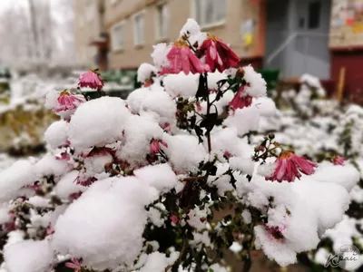 Фото роскошных бутонов под белым покрывалом снега.