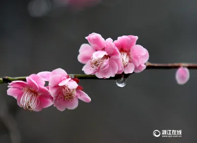 Фотографии природы: цветы после дождя