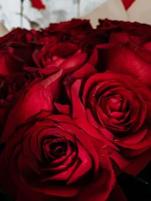 Красивые красные розы подарят яркие эмоции