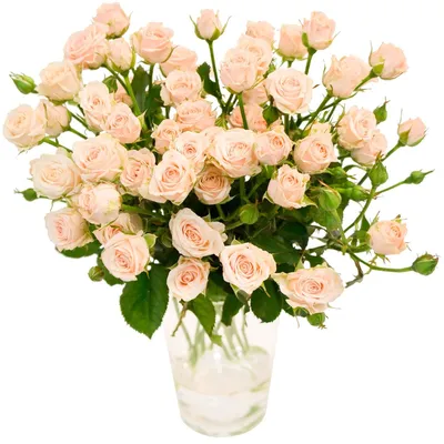 Роскошные кустовые розы: фото в различных размерах