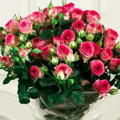 Впечатляющие розы кустовые: фото, картинки, изображения