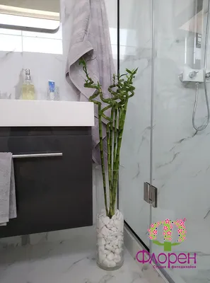 Фотографии цветов в ванной комнате в HD качестве