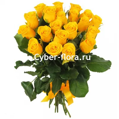 Желтые розы - фотография в формате PNG