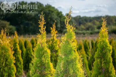 Архитектура природы: туя на фото идеально вписывается в ландшафт