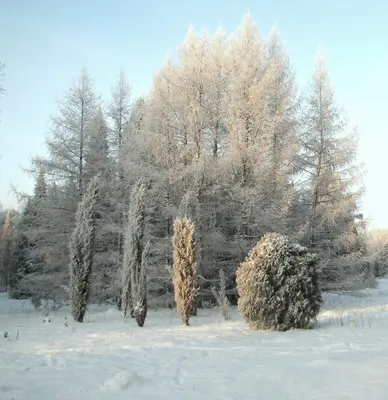 Туи зимой: Великолепие заснеженного пейзажа