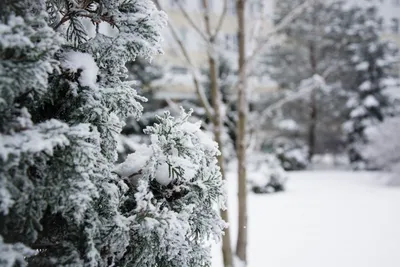 Зимний фоторепортаж: Впечатления от зимы в Туле